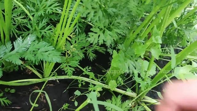 СРОЧНО в АВГУСТЕ! СВЕКЛА, МОРКОВЬ, КАРТОФЕЛЬ будут КРУПНЕЕ и СЛАЩЕ в 2 РАЗА, ЕСЛИ СДЕЛАТЬ ТАК!