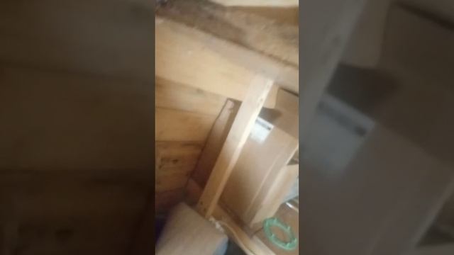 Первый опыт разведение Техасских перепелов