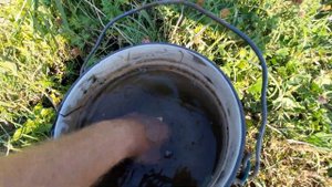 Зарыбление собственного пруда раком