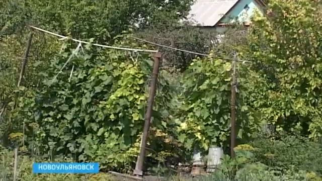 Виноград в СНТ "Цементник"