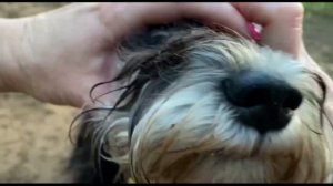 Дори 10 мес?( дрессировка каждый день цвергшнауцер)