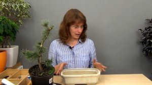 Бонсай из сосны (ч.4).