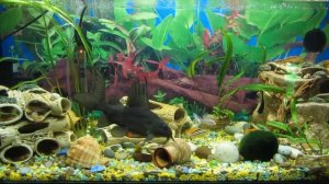 Аквариум на 100 литров, молодые цихлиды + сом перевертыш