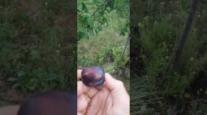 Ненька. слива урожайный сорт.