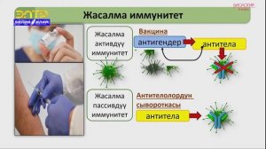 8-класс | Биология |  Иммунитет-организмдин коргонуу реакциясы.