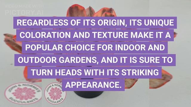 Echeveria Angel Wings Variegated смотреть онлайн