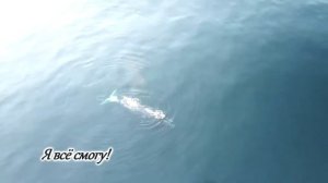 Арктика_Поход в Арктику_Ее обитатели_Кит приветствует полярников при перелете