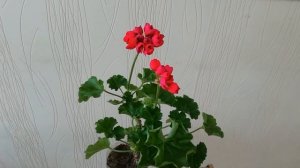 Тюльпановидная пеларгония Lilian Andrea. Обворожила ты меня!