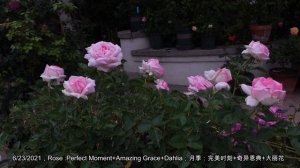 2021最美绽放~前院很多品种，没时间数了😂😂 (Front Yard Roses blooming in 2021, many Rose varieties with name)