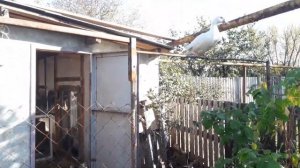 Почему надо обрезать крылья  уткам