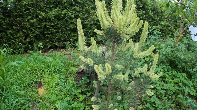 Самые красивые сосны с белыми приростами Pinus contorta Taylor's Sunburst и sylvestris Candellight