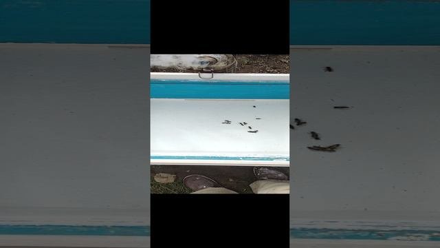 Пересадка пчёл в чистый улик весной