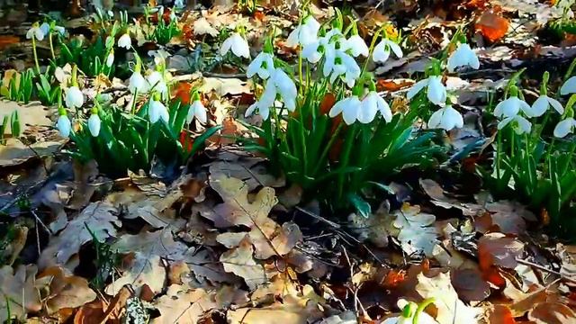 Подснежники смотреть онлайн
