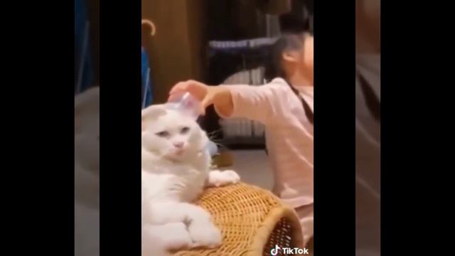 KOTOBYAKA. Конкретные коты. Пушистое настроение #2