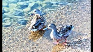 DuckTales of the Lake ,the lake,Озеро утиные истории утки голуби пляж