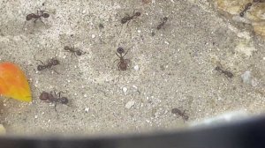 Красная империя жнецов - Messor Alexandri //Самые крутые муравьи жнецы