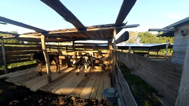 Загон и навес для телят своими руками. Вывели телят на улицу.