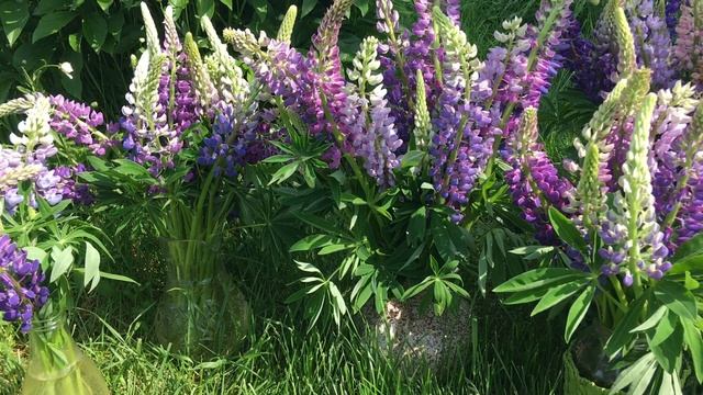 на даче ~ ЦВЕТЫ ~ ЛЮПИНЫ ~ просто видео без слов / no talking смотреть онлайн