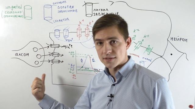 Потенциал действия  ч.2 (рефрактерность и свойства ПД) смотреть онлайн