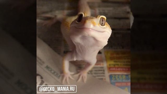 Эублефар -геккон ? смотреть онлайн