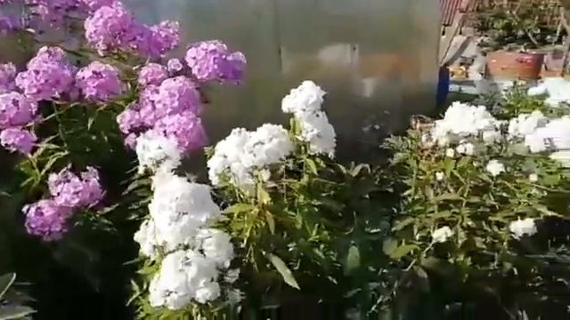 Вальс цветов. Цветы у дома смотреть онлайн