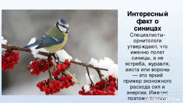 12 ноября - Синичкин день смотреть онлайн