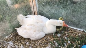 Какой ужас натворила Гусыня / Последние Гуси в Этом году / Вывод Гусят под Гусыней