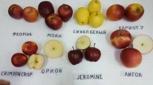 Обзор сортов CRIMSON CRISP / ORION / JEROMINE