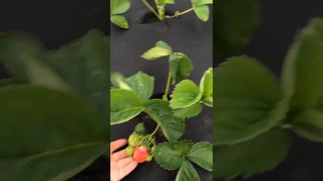 Сорт клубники Урожайная смотреть онлайн