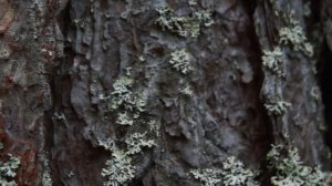 forest_тест камеры sony A65 - KIT