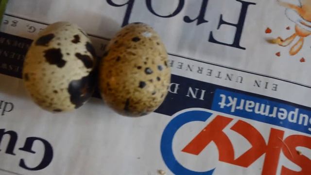 Сравнение яиц Маньчжурских перепелов и Японской перепёлки смотреть онлайн