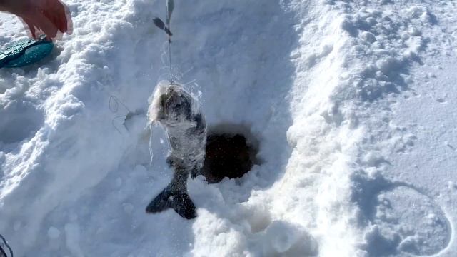 Тест жерлицы/ FISHKA от Петрова/ только минусы смотреть онлайн