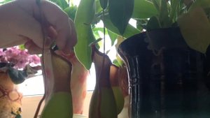 Непентес кушает муху