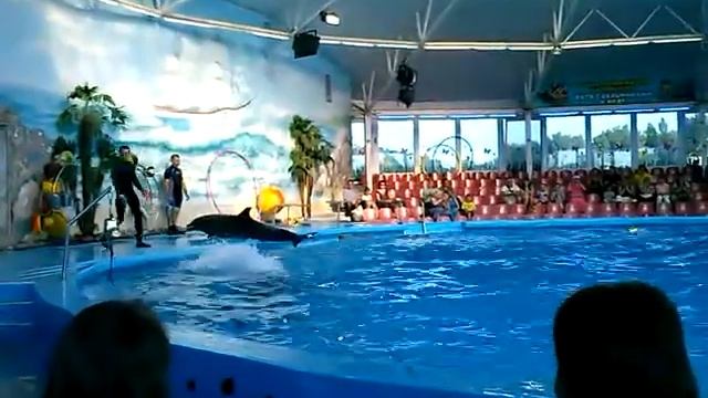 Дельфины Минский аквапарк смотреть онлайн