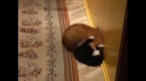 Кошки с улицы-как сделать воспитанными и приучить к лотку.