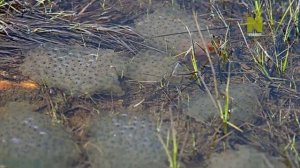 Дикая природа Швейцарии: Вода и Лёд (3)