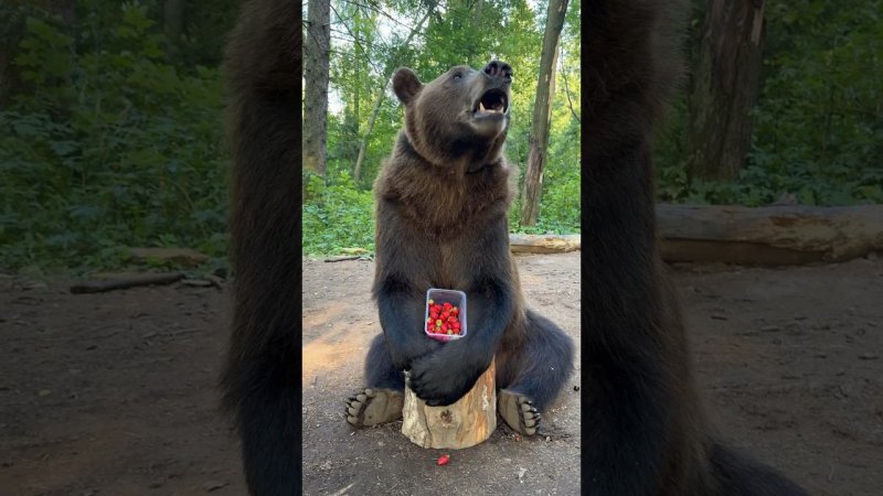 Голодный бурый медведь. Том сделал одолжение, съел клубнику.