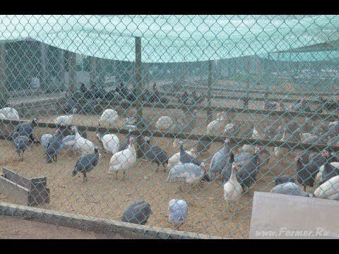 Содержание цесарки. Хозяйство Гридневых
