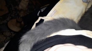 Как сделать котика ручным / Игрушка для котенка / КОШКИН ДОМ