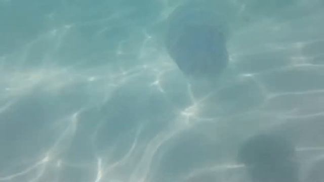 Медузы.  Черное море.  Крым.  Штормовое, июль-август 2022