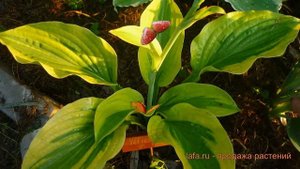 Хоста гибридная Велвет Мун (hosta velvet moon) ? обзор: как сажать, луковицы хосты Велвет Мун
