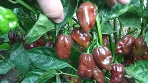 ШОКОЛАДНЫЙ ХАБАНЕРО УРОЖАЙ ОСТРОГО ПЕРЦА / CHOCOLATE HABANERO #хабанеро #перец #шоколад