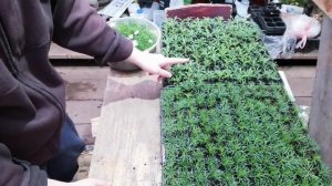 Итоги осеннего черенкования Аргирантемума- Перспективный как Горшечный цветок и для открытого грунт