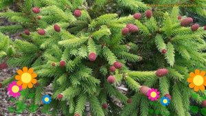 Ель обыкновенная Акрокона Пуш на штамбе. Краткий обзор, описание picea abies Acrocona Push