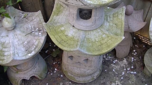 Как вырастить мох. Результат 1 год.