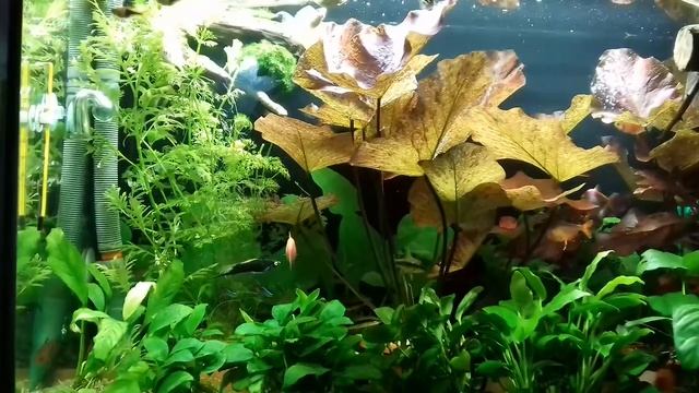 Мой первый 100 литровый. Аквариум. смотреть онлайн