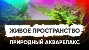 Живое пространство – природный акварелакс