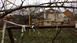 Формирование и коррекция алычи в домашнем саду. Облегчаем уход.