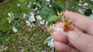 Почему на цветах яблони коричневые цветы?Яблонный цветоед.