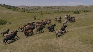 Табун диких лошадей в крымских горах.